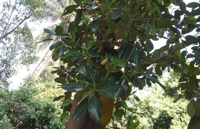 Mesmerising Farm Stay in Chalets Near Mumbai and Pune- Create Memories - Foto 19