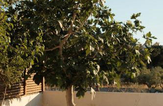 Mazi Paros - Photo 7