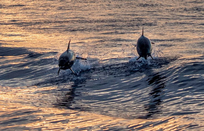Avistamento de golfinhos ao entardecer - Foto 1