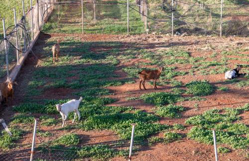 Bee life apts, Sweet house - Foto 60