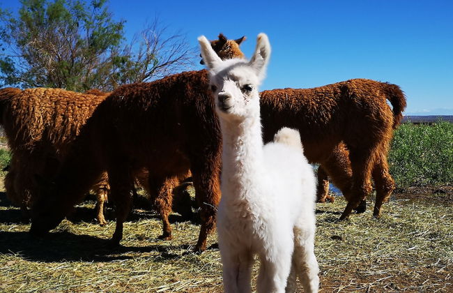 Complejo Río los Patos - Cabañas y Hostel - Photo 48