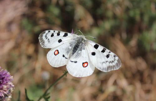 Ferienwohnungen Georg Andre Söhne - Foto 36