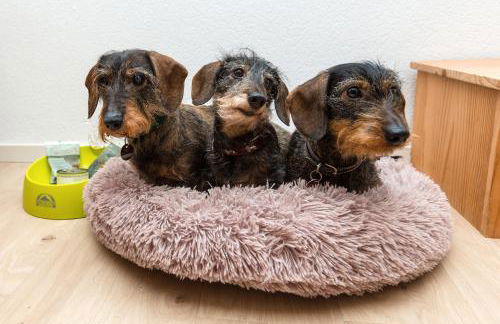 Casa Felicitas Fewo und Studio - Photo 26