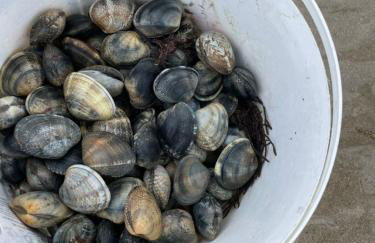 Petite maison dans la manche - Foto 31