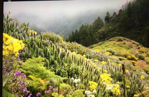 Casa Norb Teror - Foto 36