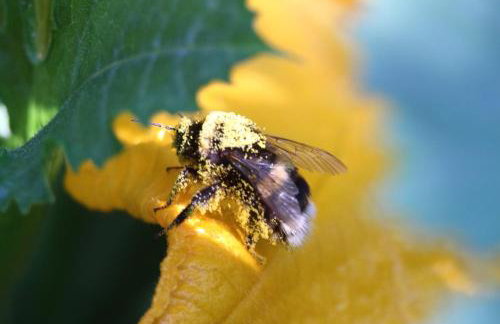 La ferme de Berlioz - Foto 48