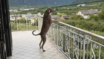 Valtellinda - Foto 3