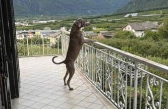 Valtellinda - Foto 3