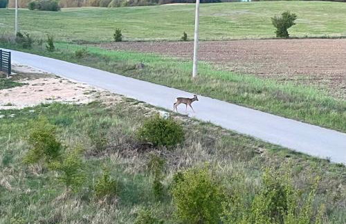 Wakacje Mazury, Willa Ametyst, cisza , ptasi śpiew , GRZYBY , RYBY - Foto 26