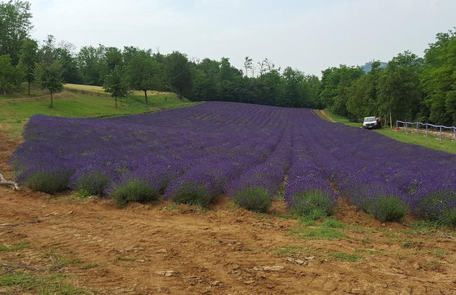 Allevamento B&B - Foto 48