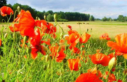 JANISCHs Fewo im Spreewald, Terrasse, großer Garten und Blick inklusive - Foto 17