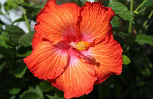 Jungle Paradise - Foto 59