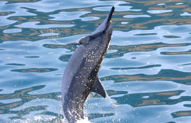 Oahu Dolphin or Turtle Watching & Snorkeling - Foto 1