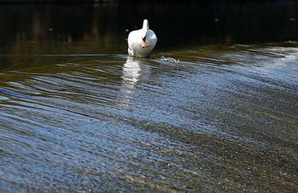 Resort Dudukovic 2 - Foto 30