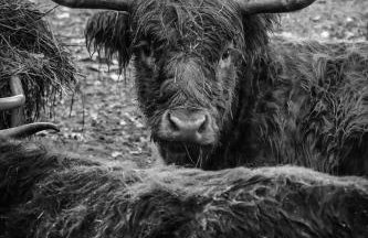 Ol’ Mel’s Farm - Foto 16