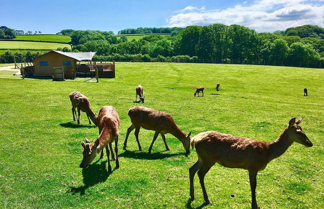 Luxury Safari Lodge Surrounded by Deer!! 'fallow' - Foto 36