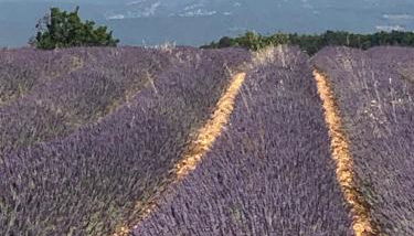 Provence Luberon Bonnieux location gite chez Marcelle - Foto 3