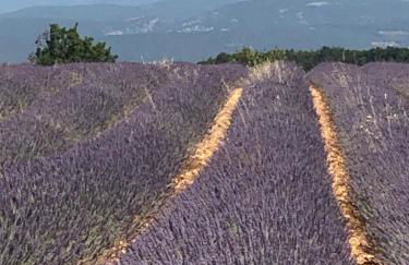 Provence Luberon Bonnieux location gite chez Marcelle - Foto 3