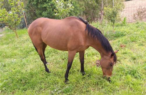 Agriturismo Funtan'Arva - Foto 64