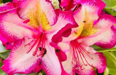 Ferienhaus Fuxbau - Foto 28