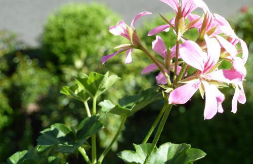 Residence Hochwart ***S - Photo 68