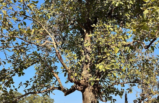 Home in the Jungle - Foto 6