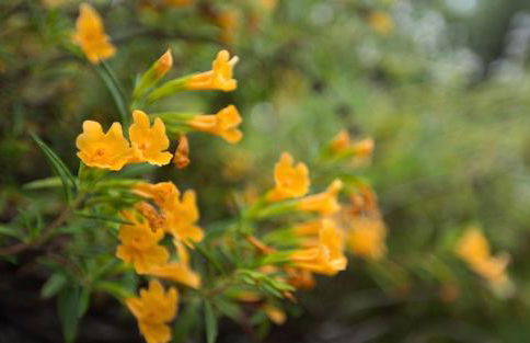 Tranquil Yurt Rental for Two with Soothing Interior on Ranch near San Luis Obispo - Foto 41