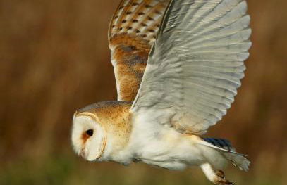 Mill House Bungalow - Foto 32