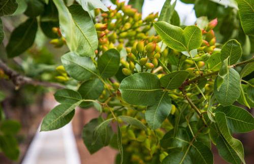 Cheloni Manor House - Foto 36