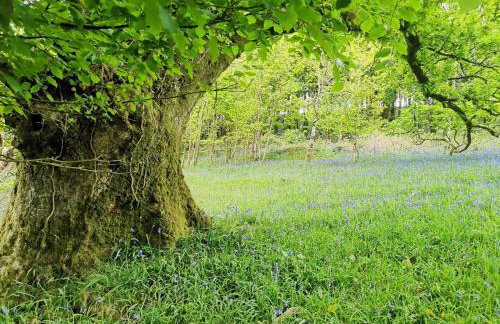 4 Bed in Llandysul oc-78801 - Photo 39