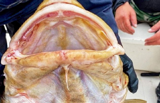 8 Person Holiday Home in Kaldfarnes - Foto 27