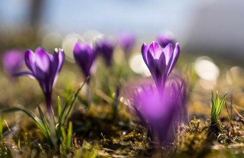 Baita dei Colori - Foto 13