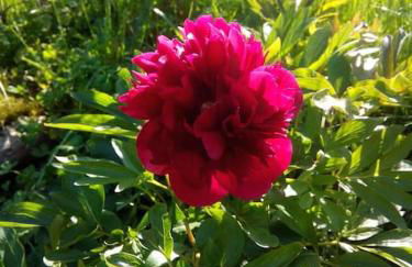 Erholung auf dem Land zwischen Ostsee und Schlei - Foto 18