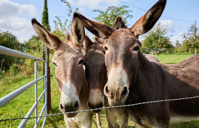 La Favrais - Foto 36