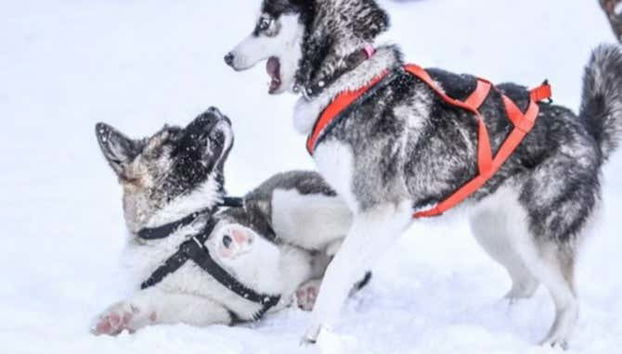 Balade en traîneau tiré par des chiens huskies à Rovaniemi - Photo 2