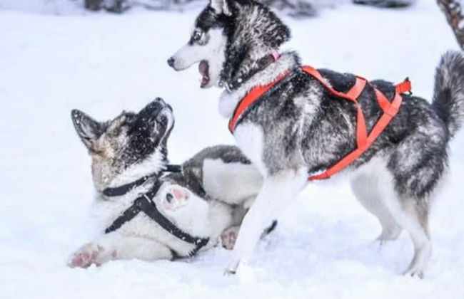 Balade en traîneau tiré par des chiens huskies à Rovaniemi - Photo 3