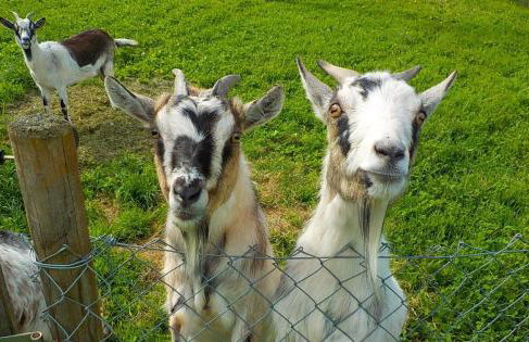 Haus Trötschler - Photo 7