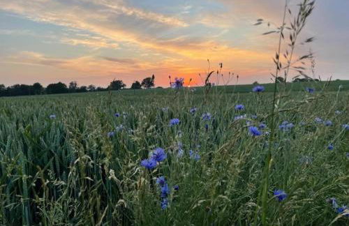 Ferienwohnung in Reddelich for 4 Personen - Foto 43