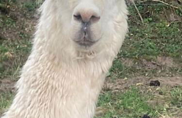 Ruby's Retreat! Farm Stay! North devon! Sleeps 6! Beaches Exmoor! - Foto 21