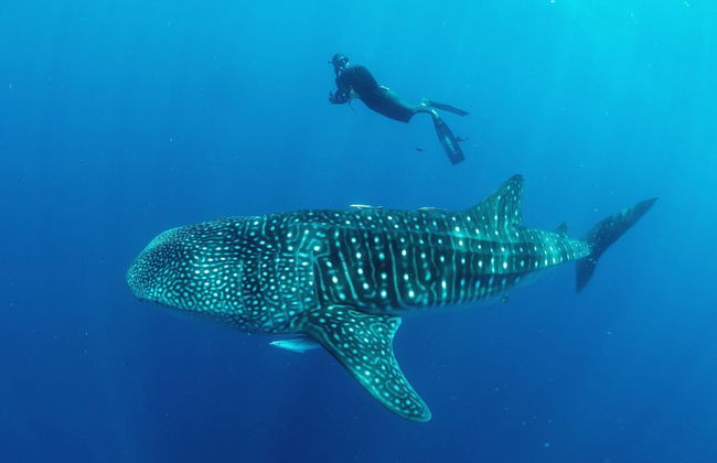 Sunset Villa - Luxury Beachfront Villa with Private Pool by Karula Sand Villas - Foto 14