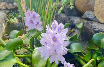 Finca Maracuya - Foto 27