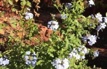 Red Rock Escape - Cozy King Bed Studio & Gardens, Trails, Views, Red Rock Pass - Foto 51