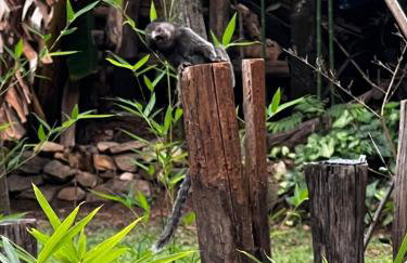 Chalezinho Na Mata Cipó Luxo - Inesquecível (privativo na mata e no centro da serra) - Foto 6