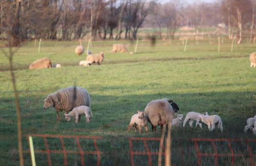 Erlenhof-Steinau-Fachwerkhaus-mit-Reetdach - Foto 27