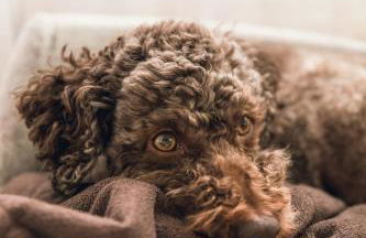 Foxglove Lodge - Photo 32