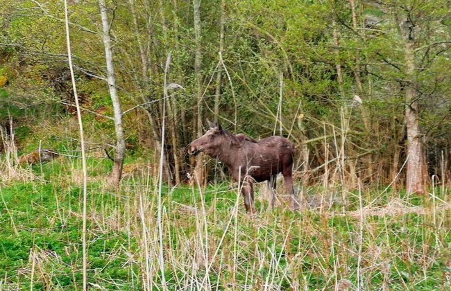 7 Person Holiday Home in Orno-by Traum - Foto 21