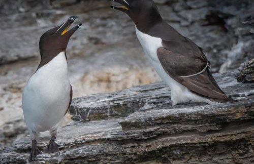 The Steading - Foto 38