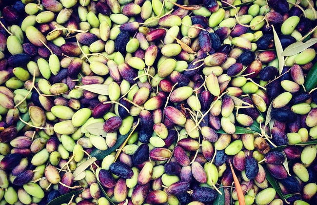 Herriza de La Lobilla Visit + Olive Oil Tasting - Foto 6