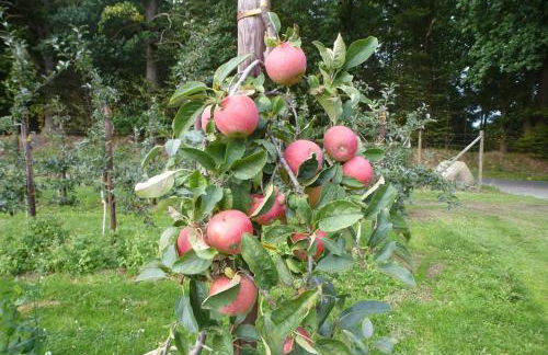 Ferienwohnung Am Walde - Photo 35