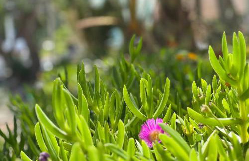 Nikkon Luxury Living - Foto 45